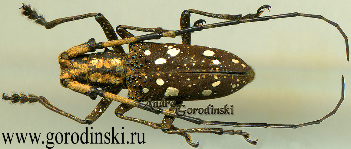 http://www.gorodinski.ru/cerambyx/Paraleprodera carolina.jpg